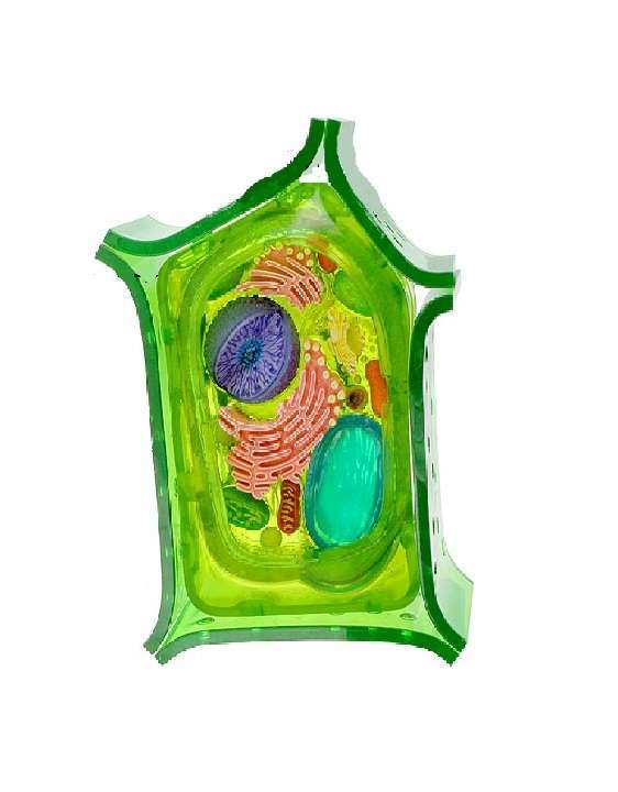 Растительная клетка царство. Живая клетка и растительная клетка. Строение растительной клетки 3д. Модель барельефная «растительная клетка». Растительная клетка без подписей.