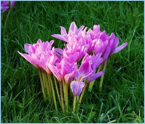 Безвременник великолепный Colchicum speciosum Stev