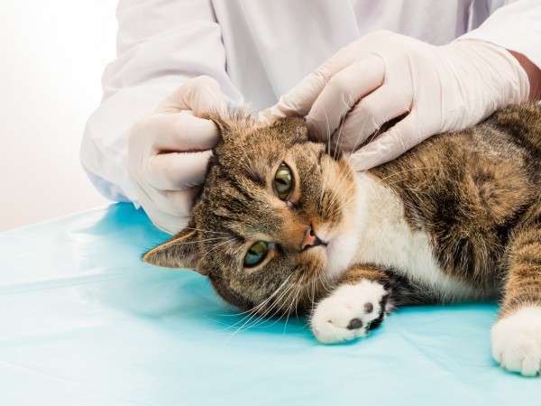 отит у кошек лечение в домашних условиях
