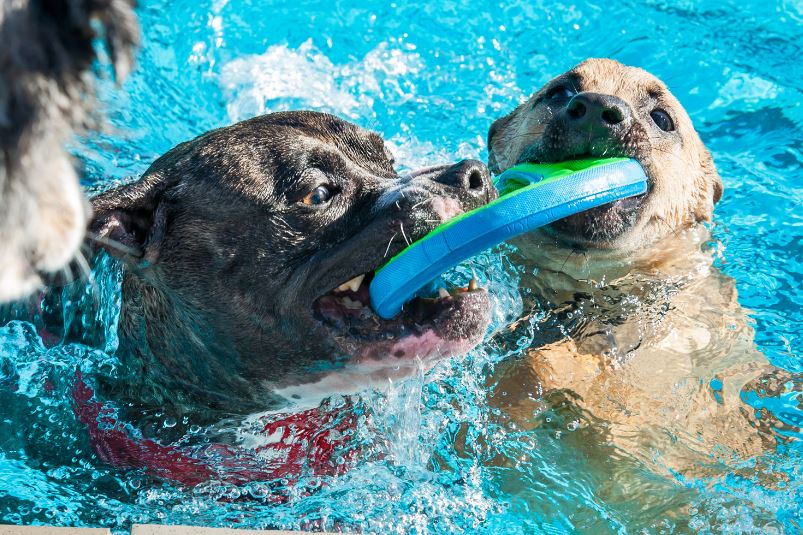 Как обучить собаку плаванию: практические советы