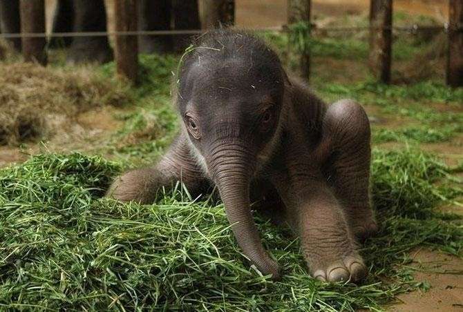 вес новорожденного слоненка