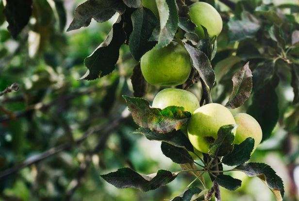 Парша, как главная проблема яблоневого сада