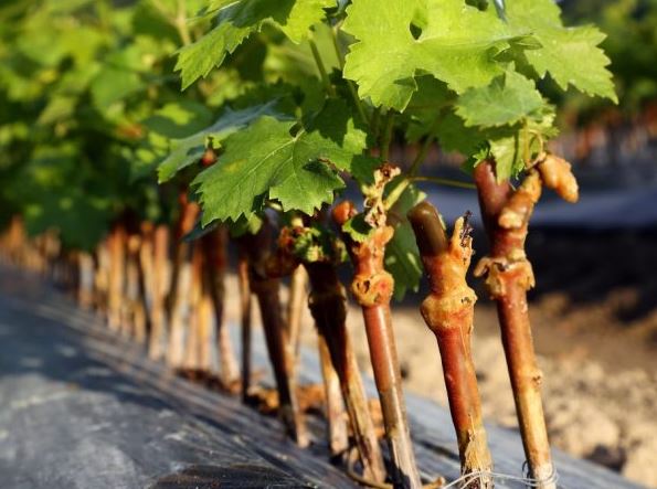 Как лучше выращивать виноград: черенком или саженцем?