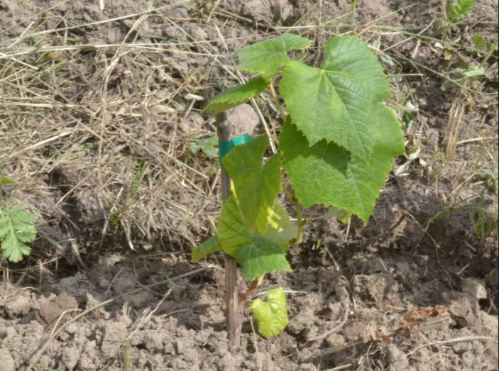 Посадка саженцев винограда весной: какие плюсы и минусы?