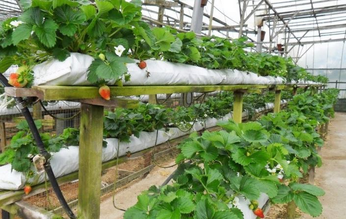 Выращивание ягод в теплице: что важно знать?