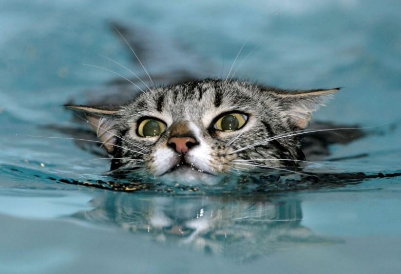 Могут ли кошки плавать?