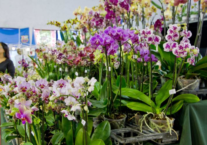 Зачем орхидеям подкормка?