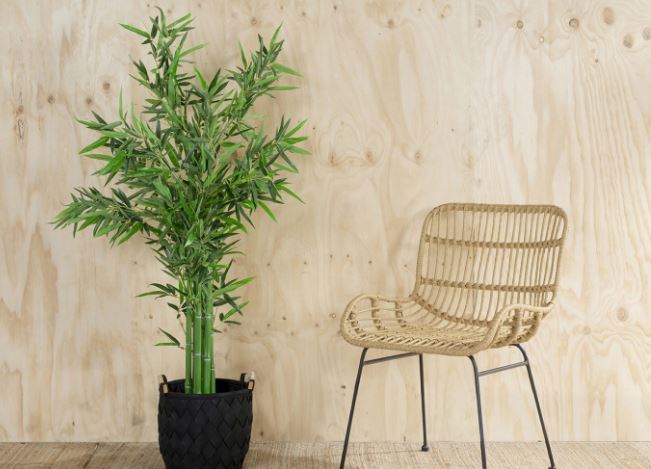 Как вырастить бамбук дома?