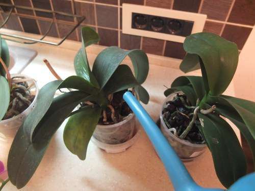  уход за орхидеей фаленопсис в домашних условиях 
