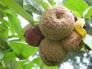 Описание болезни яблони и груши монилиоз
