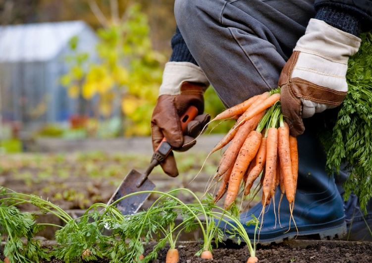 Посадка моркови весной: определяем оптимальный сорт и условия для выращивания