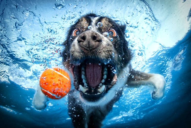 Почему собака не может плавать?
