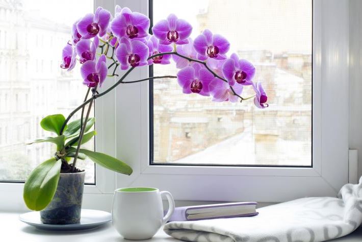Как можно подкармливать орхидею в домашних условиях?