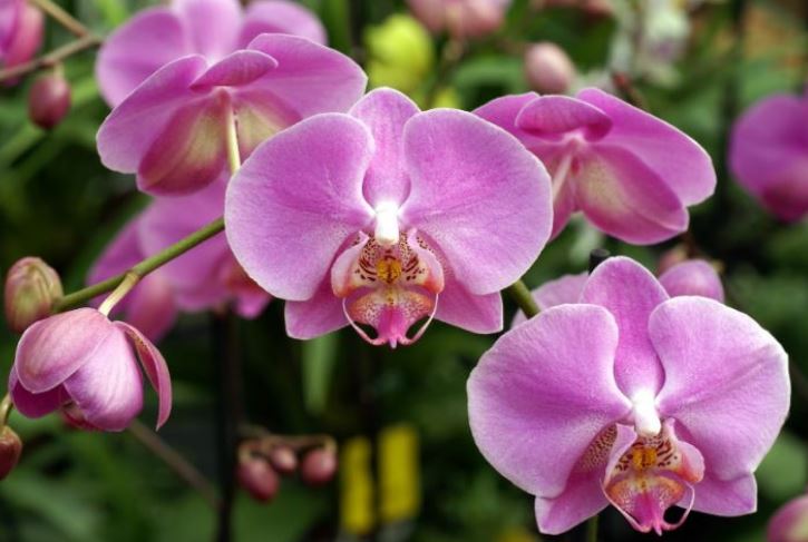 От чего зависит частота цветения орхидеи?