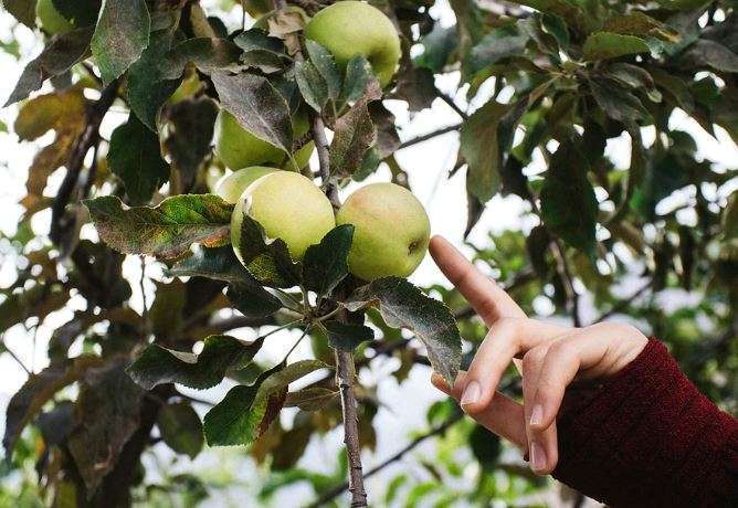 Устойчивые в парше сорта яблонь
