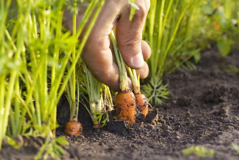 Технология посадки и схемы высадки моркови весной