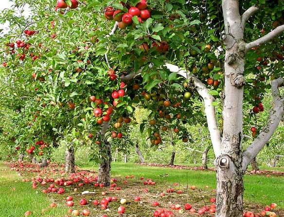 Сроки посадки, выбор и подготовка места для яблони
