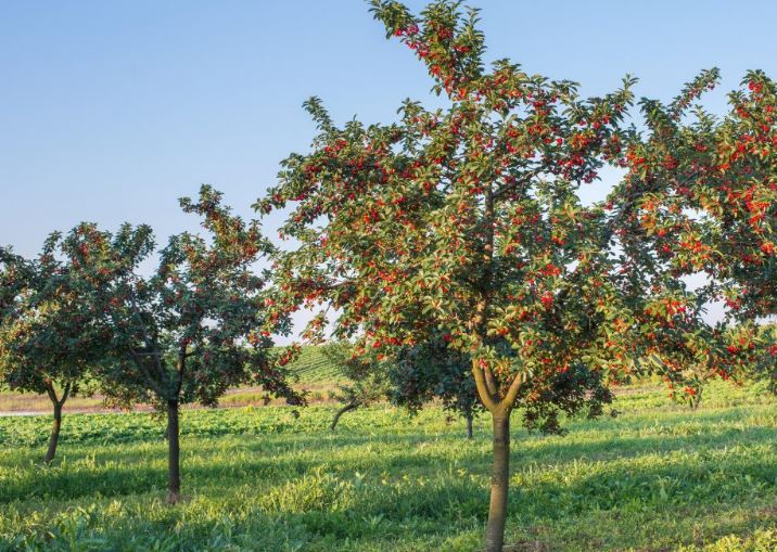 Высадка вишни: особенности, которые стоит учитывать
