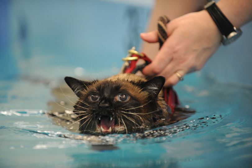 Как приучить кошку к плаванию дома?