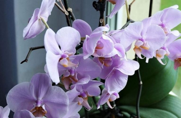 Как заставить цвести орхидею?