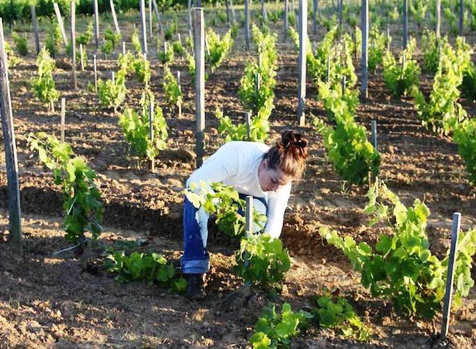 Практические советы по посадке весной саженцев винограда