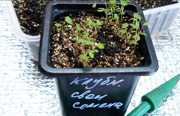 Как вырастить клубнику: посев в контейнеры, торфяные таблетки и пикирование рассады