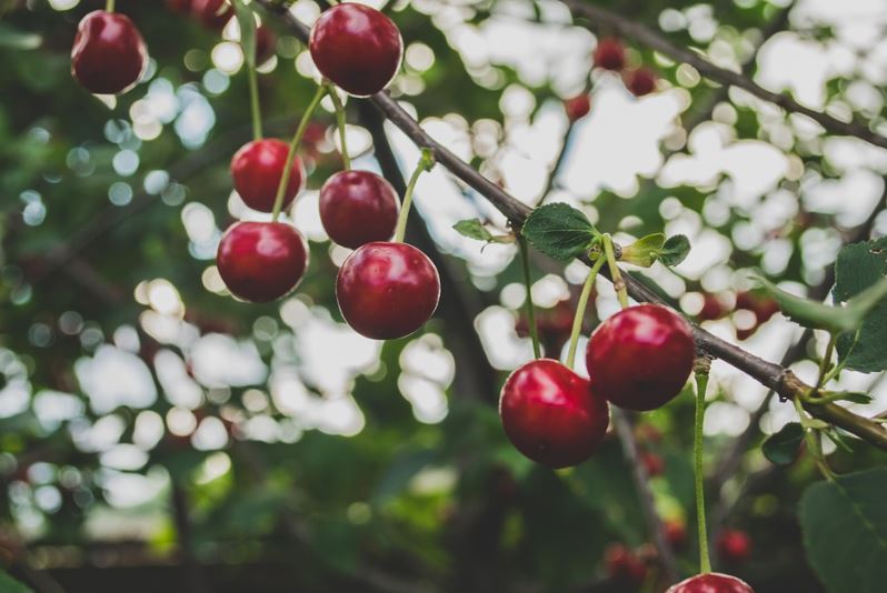 Условия для успешного выращивания вишни