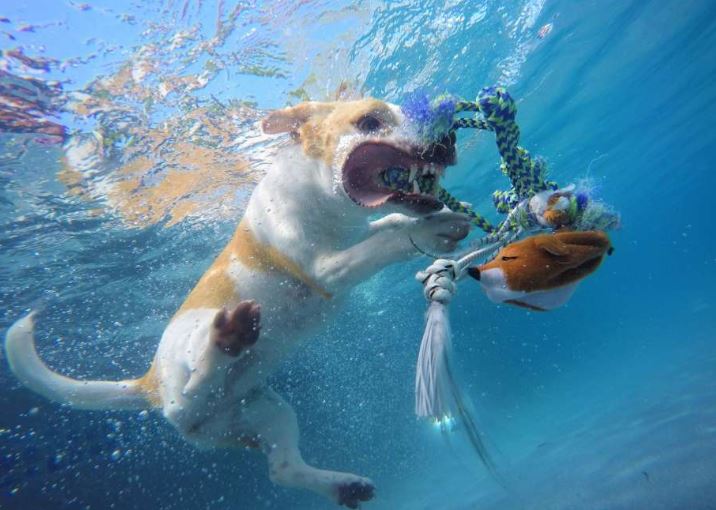 Что важно знать хозяевам, чтобы научить собаку плавать?