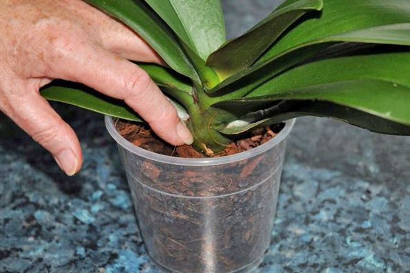 Несколько советов по питания орхидеи в домашних условиях