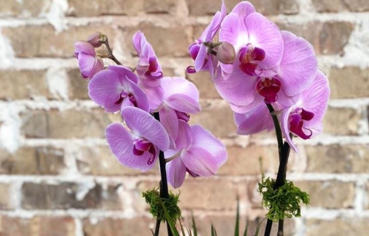 Обрезка орхидеи: нужно ли срезать отцветшие бутоны?