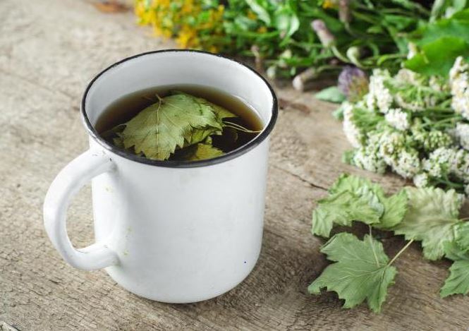 Чай из листьев смородины и его польза