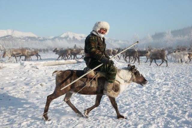 Северный олень разведение в России: статистика