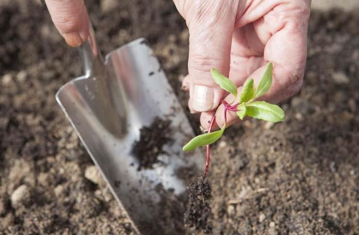 Как посадить свеклу весной: высадка рассады и семян