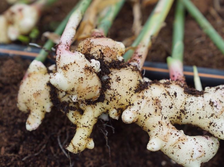 Выращивание имбиря из корня: секреты ухода