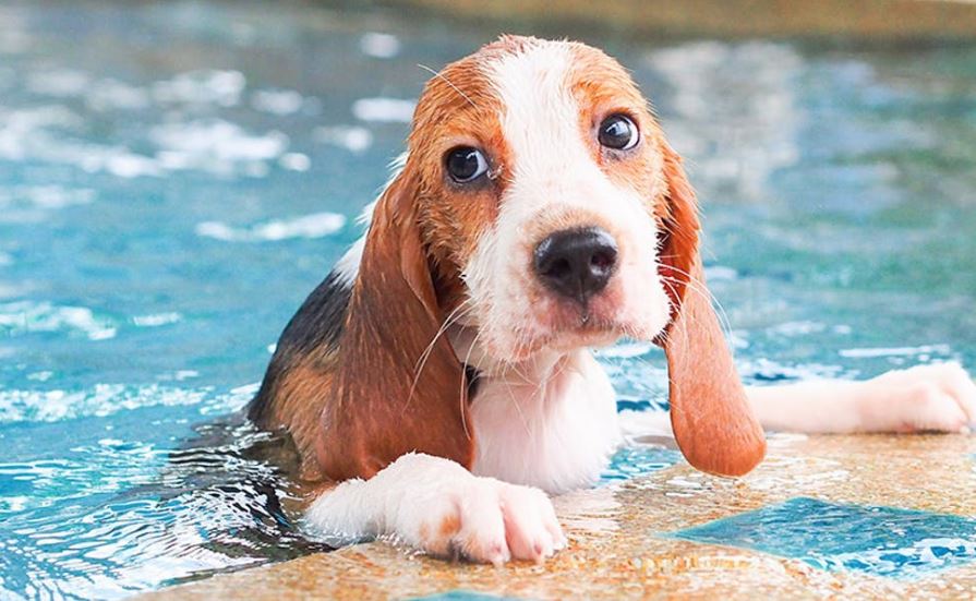 Почему собака боится воды: причины?