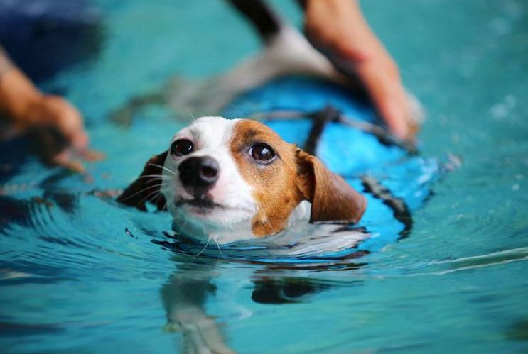 Как приучить собаку к воде?
