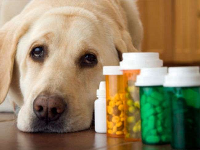 инсульт у собаки лечение в домашних условиях