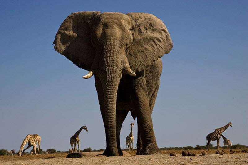 слон африканский