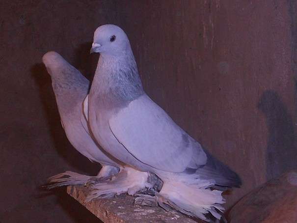 Бойная порода голубей - косаны