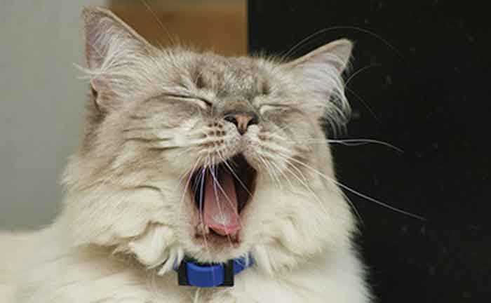 Пути заражения: почему кошка чихает и кашляет?