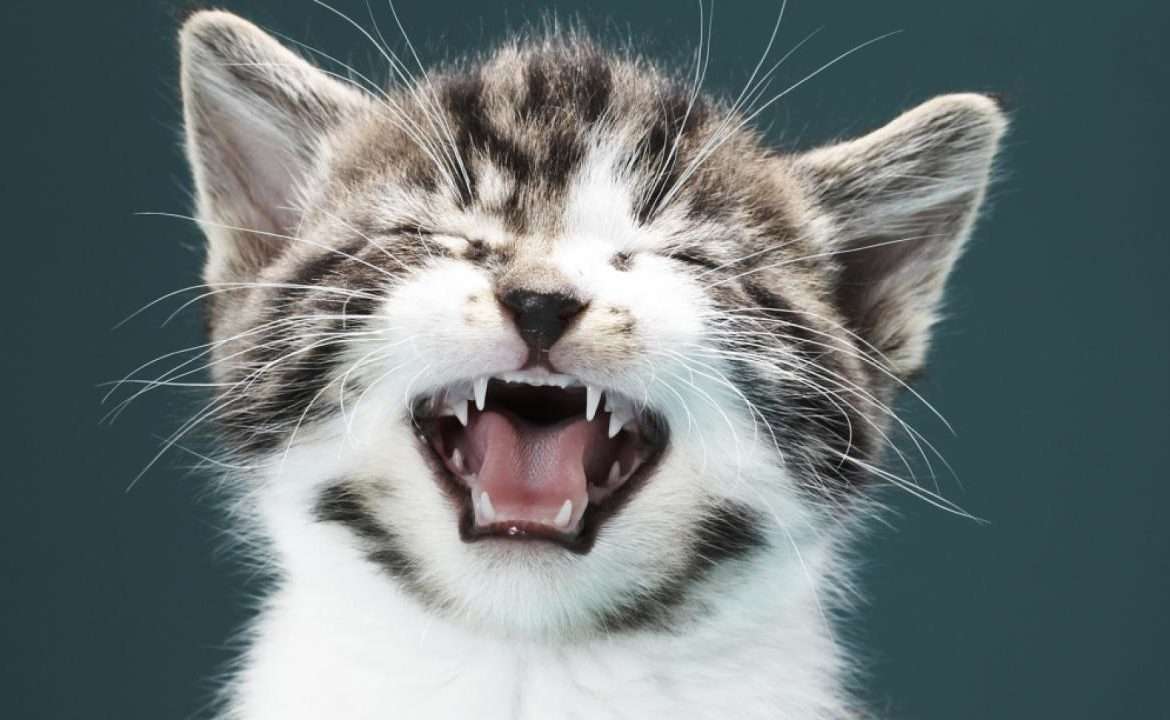 Почему чихает котенок