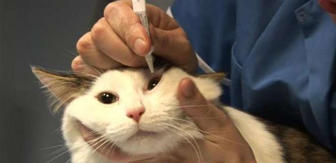 Правила закапывания лекарственных препаратов в глаза и нос кошки