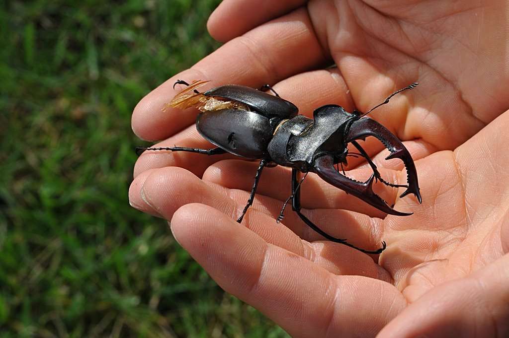 к чему снятся жуки живые