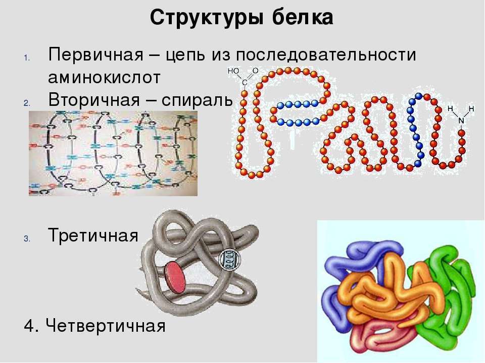 биологические функции белков полимеры