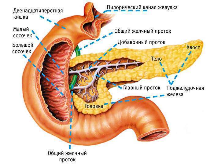 Что значит диффузные изменения поджелудочной?