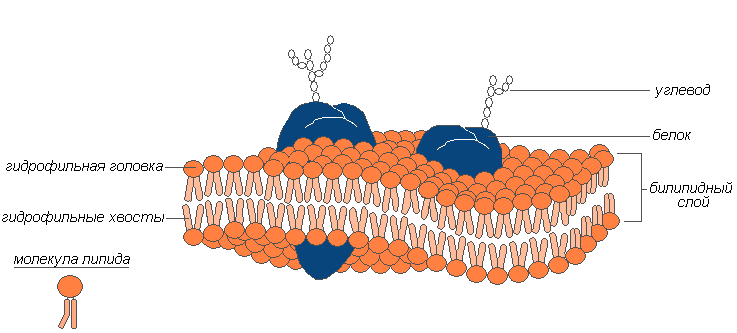 плазматическая мембрана и клеточная стенка