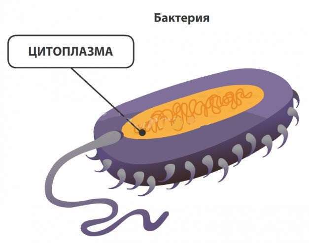 цитоплазма бактерии