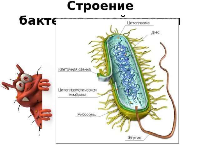 Функции цитоплазмы бактериальной клетки