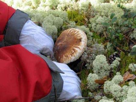 Сезон сбора и места распространения гриба мацутакэ