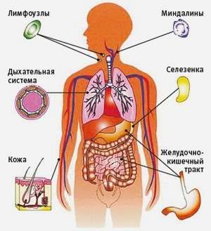 Составляющие иммунитета и иммунной системы организма
